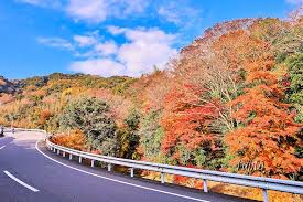 もみじロードの紅葉４選 千葉の紅葉狩り名所は12月が見頃 千葉県 Lineトラベルjp 旅行ガイド