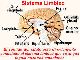 Resultado de imagen para aromaterapia y aceites esenciales