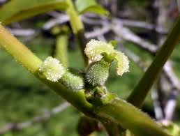 Image result for Juglandaceae