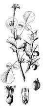 Image result for Commiphora africana