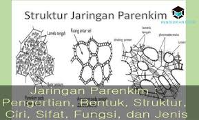35 contoh interaksi antar ruang dan waktu di wilayah indonesia. Jaringan Parenkim Jenis Struktur Ciri Sifat Fungsi