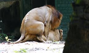 Sex Animal | Parental Discreetion is Advised | marushin | Flickr