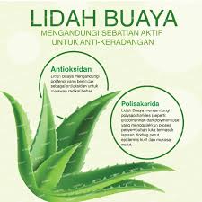 Check spelling or type a new query. Phyto Aloe Vera Whole Leaf Concentrate 60000mg