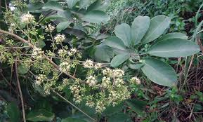 Image result for Araliaceae