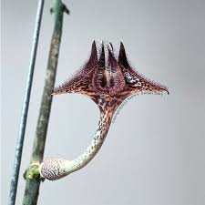 Image result for Ceropegia burchelliana