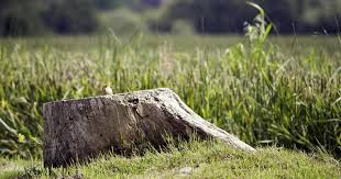 You won't completely remove the stump, but you can hide it. How To Hide A Tree Stump Woodsman Tree Service