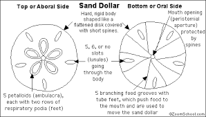 Children ages 3+ to 6: Sand Dollar Printout Enchanted Learning Software