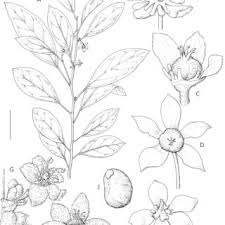 Image result for Paranecepsia alchorneifolia