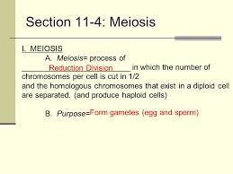 Each organism must inherit a single copy of every gene from both. Introduction To Genetics Mendel And Meiosis Ppt Video Online Download