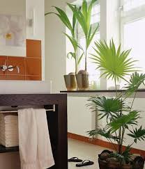 45 das beste von wohnzimmer palme from tapeten ideen wohnzimmer. Die Schonsten Palmenarten Living At Home