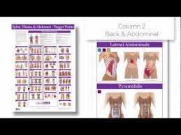 Trigger Point Chart Spine Thorax And Abdomen Columns