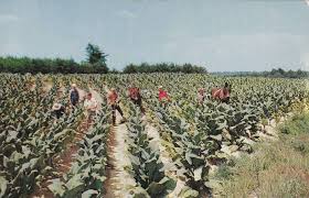 Men Harvesting Tobacco Leaves In Field 1940 60s Bidstart Item 43615909 In Postcards Farmers Farm Images Scenic Farm Life