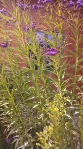 Image result for Vernonia praecox