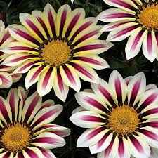 Gazania is an early season bloomer that is key to supporting bees. Gazania Seeds 7 Top Gazanias Annual Flower Seeds