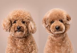 Shaving kits to make your morning routine easier. Dog Grooming Mobile Pet Grooming Miss Meow Grooming