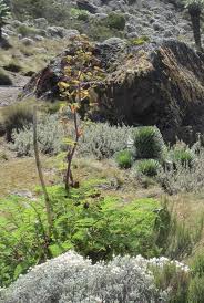 Image result for Afroligusticum