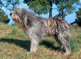 It originated in the alpi e prealpi bergamasche, where it was used as a herding dog for both sheep and cattle. Razze Cani Cane Da Pastore Bergamasco