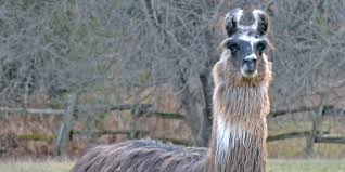 Image result for llama
