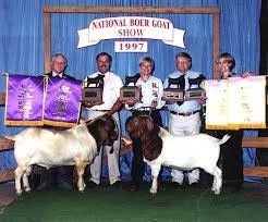 37 Boer Goats Ideas Boer Goats Goats Goats For Sale