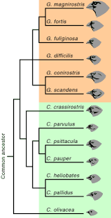 Natural Selection Charles Darwin Alfred Russel Wallace