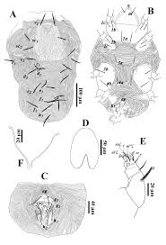 Image result for Tetranychidae grapevine
