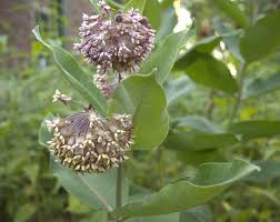 Image result for Asclepias aurea