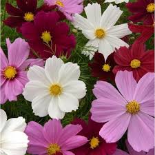 Image result for Cosmos bipinnatus