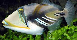 Google Image Result For Http 2 Bp Blogspot Com Ln4ckfokse8 Tcd Nxbtf0i Aaaaa Beautiful Sea Creatures Marine Fish Beautiful Fish