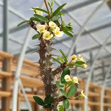 Image result for Euphorbia pfeilii