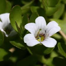 Image result for Bacopa monnieri