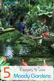 Shade Garden Ideas Tips And Rock Garden Landscaping In 2020 Moody Gardens Galveston Texas Beach Galveston