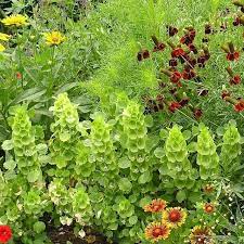 Bells Of Ireland Seeds Flower Seeds In Packets Bulk Eden Brothers Unusual Flowers Flower Farm Flowers Perennials