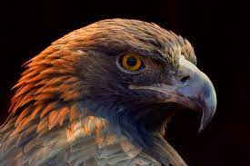 Maybe you would like to learn more about one of these? Why Eagles Have Such Incredible Vision Audubon