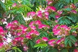 Albizia Julibrissin Acacia Julibrissin Will Pink Powder Puff Flowers Julibrissin Flowers Powder Puff