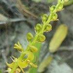 Image result for Bulbophyllum sandersonii