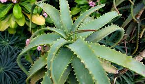 Image result for Aloe arborescens