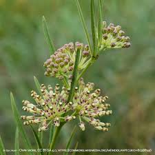 Image result for Alchornea hirtella