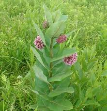 Milkweed Common Asclepias Syriaca Seeds In 2020 Asclepias Milkweed Plant Milkweed