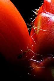 You've come to the right place! 32 Fire Ants Dallas Fort Worth Ideas Fire Ants Ants Pest Control