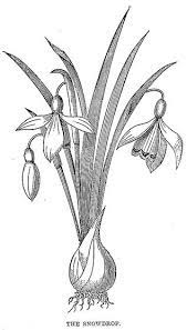 Flower Drawings You Can Use Flower Line Drawings Flower Drawing Drawings