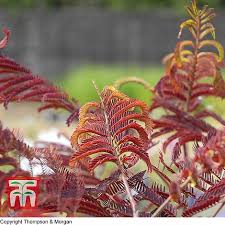 It has bright pink powder puff blooms in the summer. Albizia Julibrissin Summer Chocolate Plants Thompson Morgan
