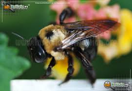 Do carpenter bees sting in oregon carpenter bees nests earance habits and traits of carpenter bees how to stop carpenter bees from carpenter bees black and gold. Eastern Carpenter Bee Xylocopa Virginica
