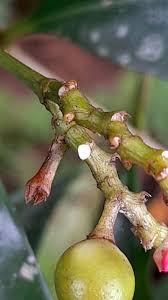 Image result for Rauvolfia nana