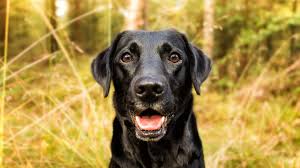 A wide variety of puppy labrador options are available to you, such as material, use, and theme. 73 Black Lab Names