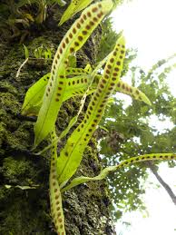 Image result for Lepisorus