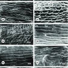 Image result for Ctenium longiglume