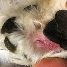 Dog Foot Licking Why Dogs Lick Their Paws Walkerville Vet