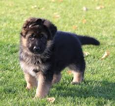 Jake German Shepherd Dog Puppy 620473 Puppyspot Dog German Jake Puppy Puppyspot Shepherd In 2020 Puppies Dogs And Puppies Shepherd Dog