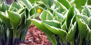 At best, hostas like sun in moderate amounts. How To Grow Hostas Where To Plant Hostas In Your Garden