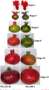 Those are covered by a hard pericarp and contain a great number of seeds, each covered by a tasty red aril. Fig 6 Flower And Fruit Of Two Pomegranate Accessions P G 135 36 And P G 100 1 A Wonderful Landrace At Six Diverent Pomegranate Fruit Pomegranate Fruit